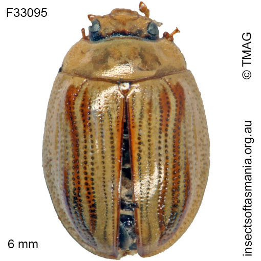 Species image