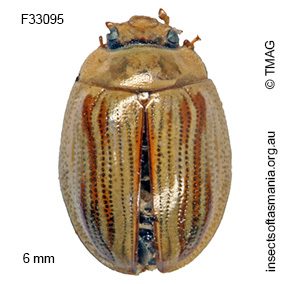 Peltoschema orphana