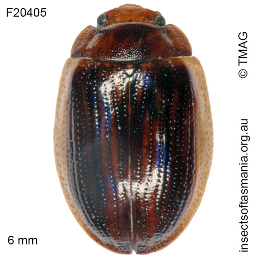 Species image