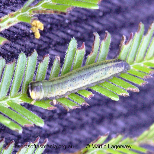 Species image