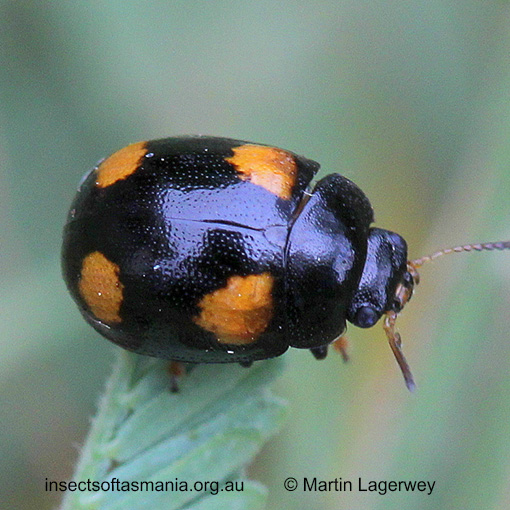 Species image