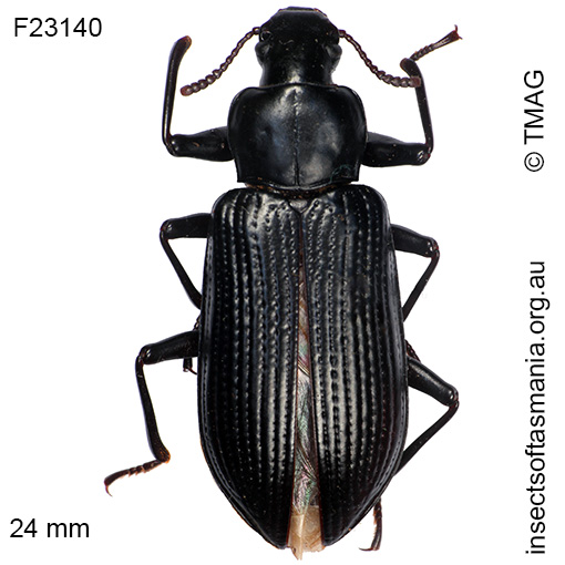 Species image