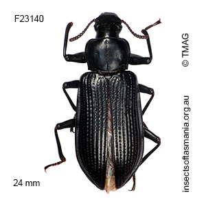 Promethis angulata