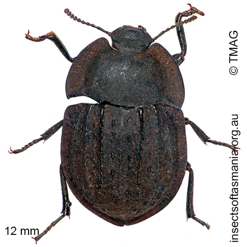 Species image