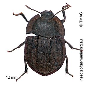 Saragus costatus