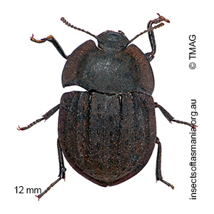Saragus costatus