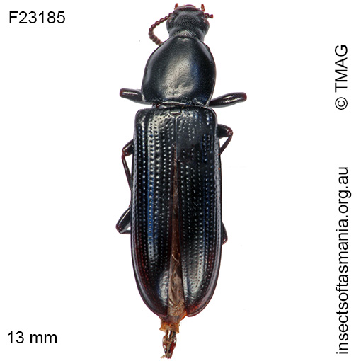 Species image