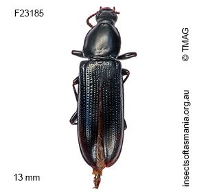 Tanylypa morio