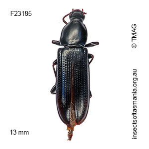Tanylypa morio