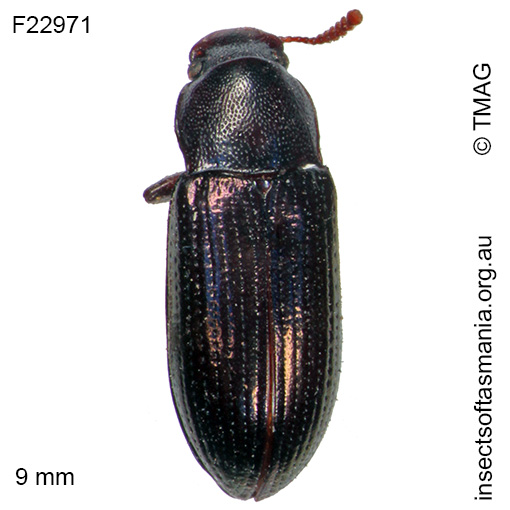 Species image