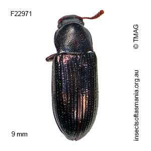 Tetragonomenes ruficornis