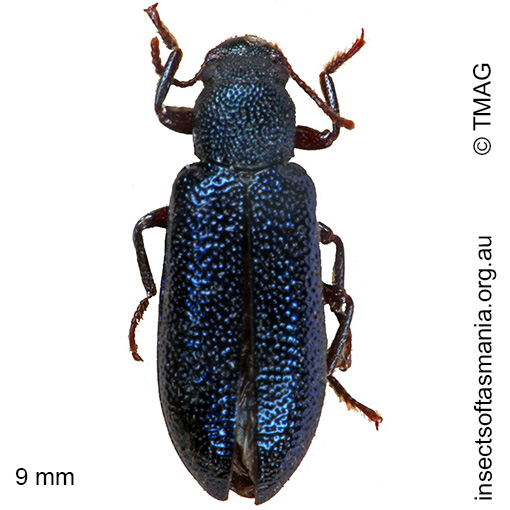 Species image
