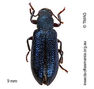 Titaena alcyonea