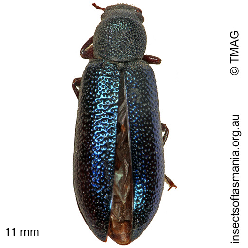 Species image