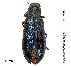Titaena columbina