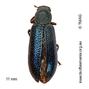 Titaena columbina