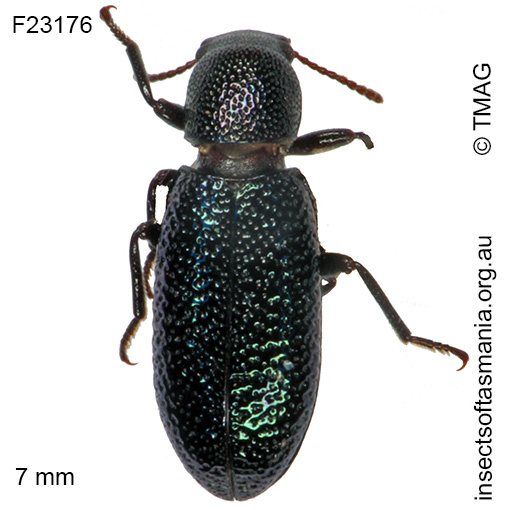 Species image