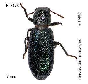 Titaena tasmanica
