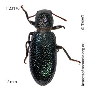 Titaena tasmanica