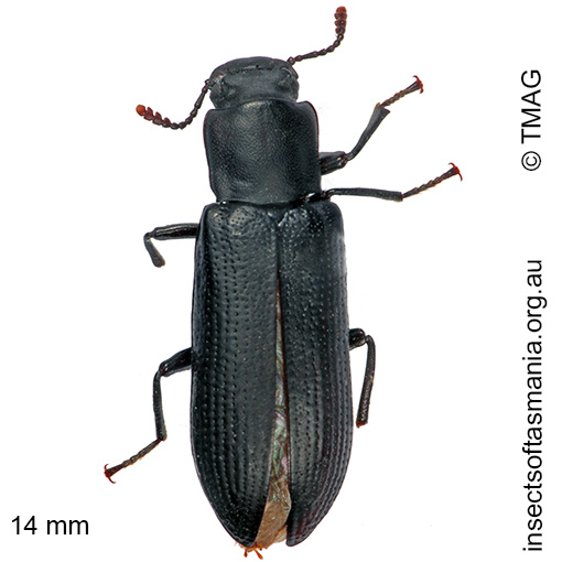 Species image
