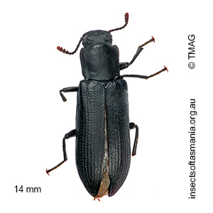Toxicum insigne