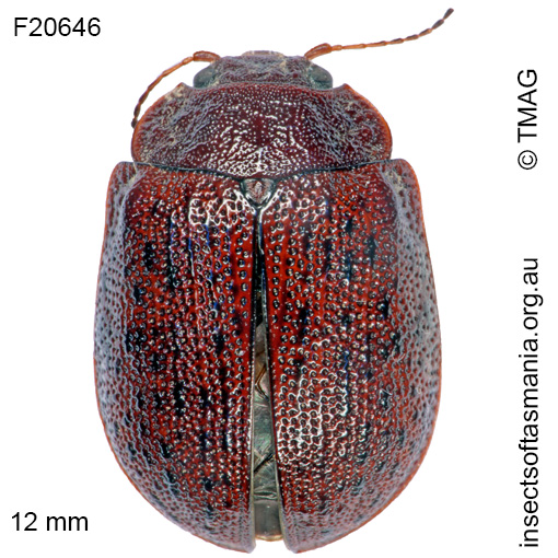 Species image