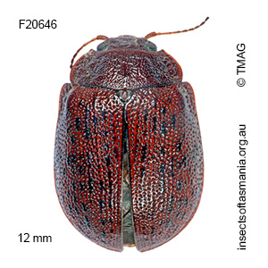 Trachymela acclivis