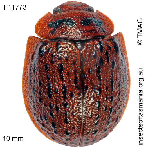 Species image