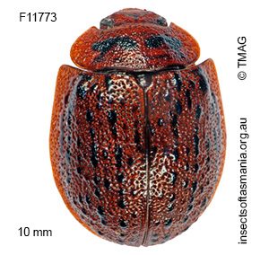 Trachymela comma