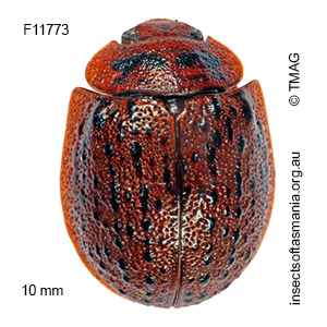 Trachymela comma