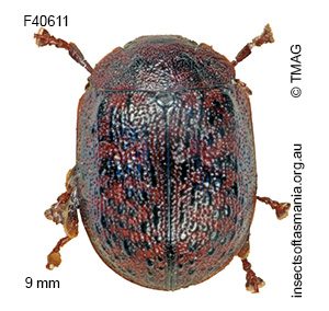 Trachymela ferrugata