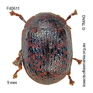 Trachymela ferrugata