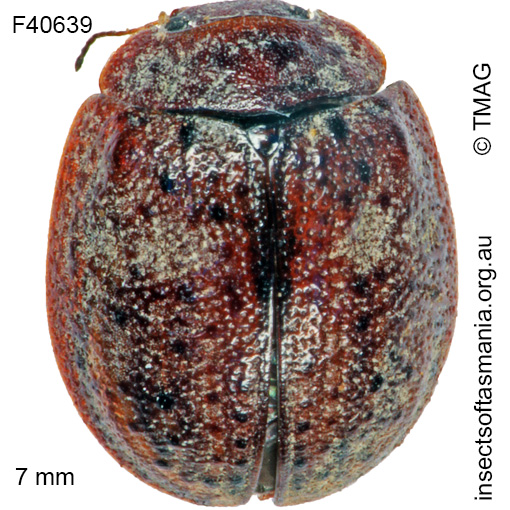 Species image