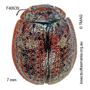 Trachymela nodosa