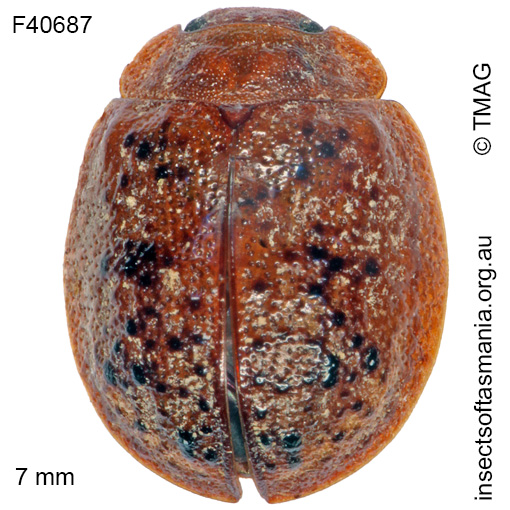 Species image