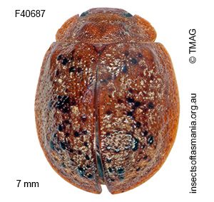 Trachymela papulosa