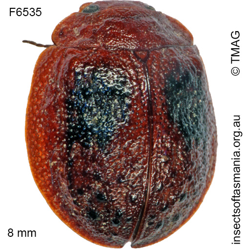 Species image