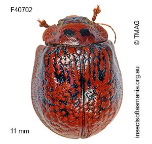 Trachymela rugosa