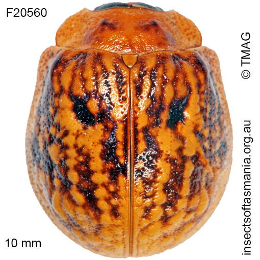 Species image