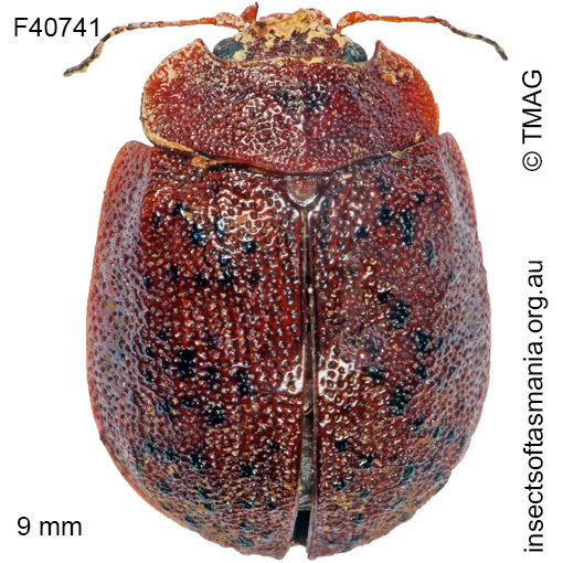 Species image