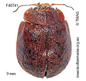 Trachymela serpiginosa