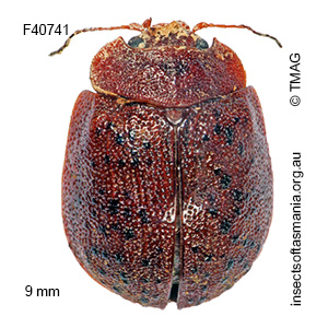 Trachymela serpiginosa