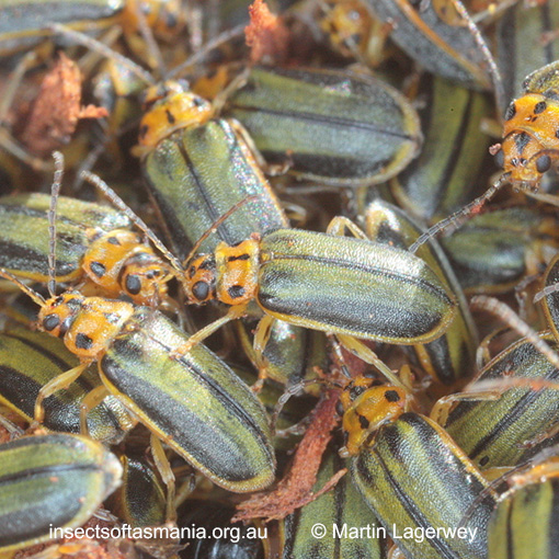 Species image
