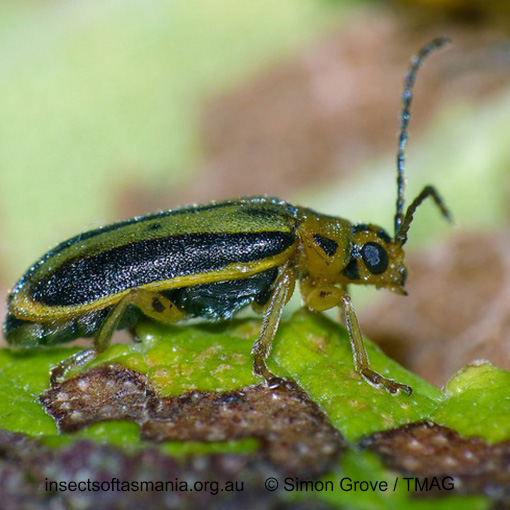 Species image