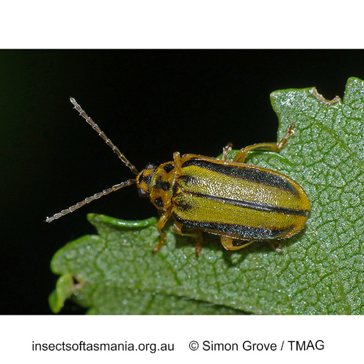 Species image