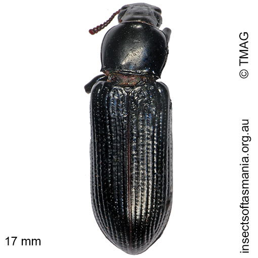 Species image