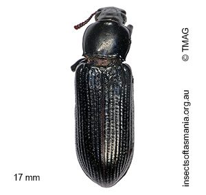 Zophophilus nigerrimus