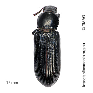 Zophophilus nigerrimus