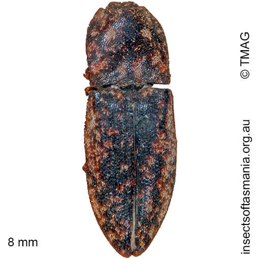 Species image