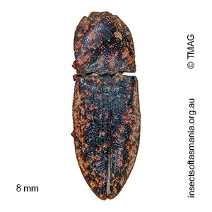 Agrypnus guttatus